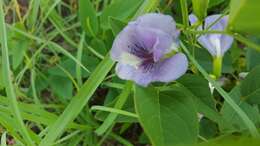 Clitoria mariana L. resmi