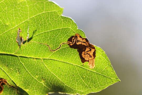 Image of Stigmella purpuratella (Braun 1917) Newton et al. 1982