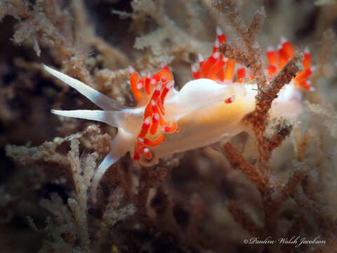 Image of Flabellina dushia (Marcus Ev. & Er. 1963)