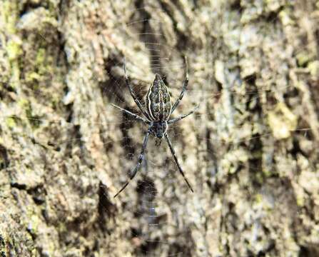 Image of Argiope ocyaloides L. Koch 1871