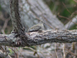 صورة Columbina minuta (Linnaeus 1766)