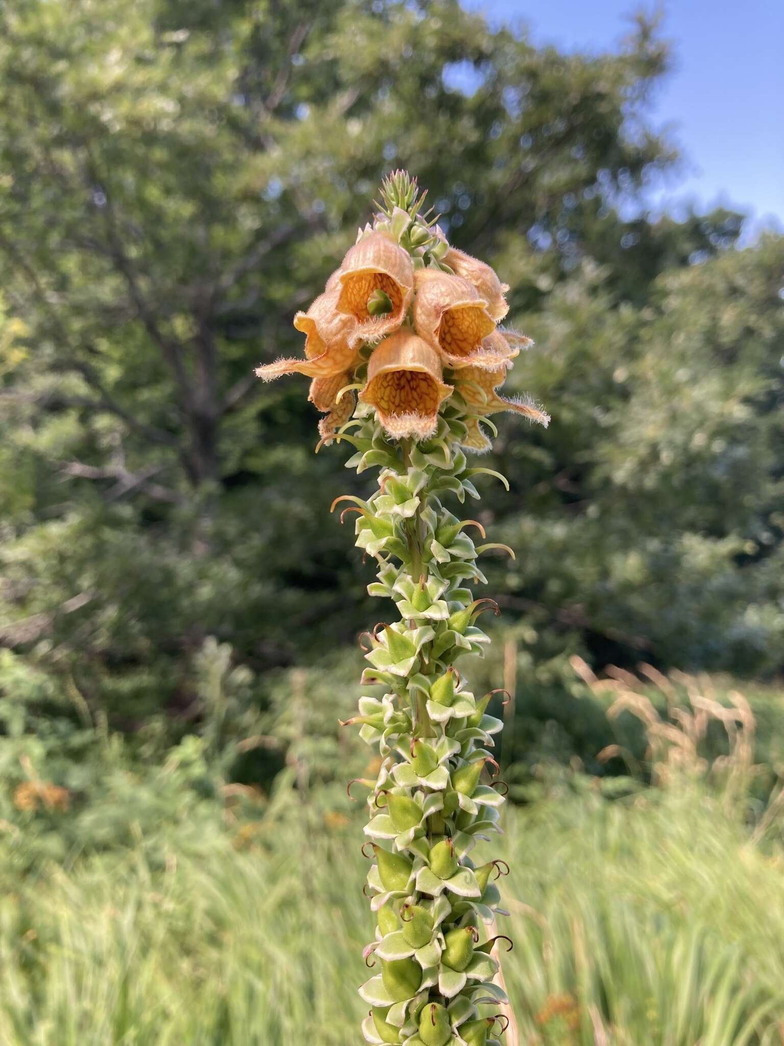 Imagem de Digitalis ferruginea L.