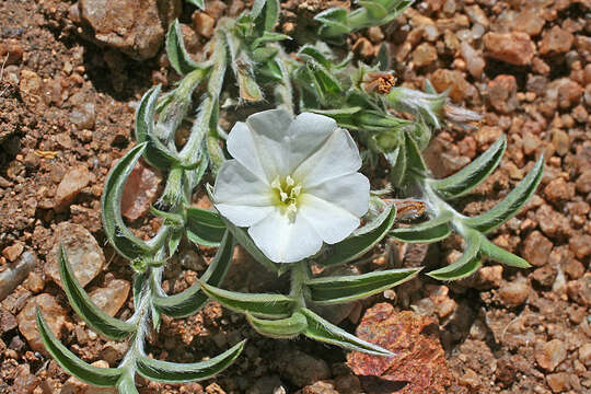 Image of Silver Dwarf-Morning-Glory