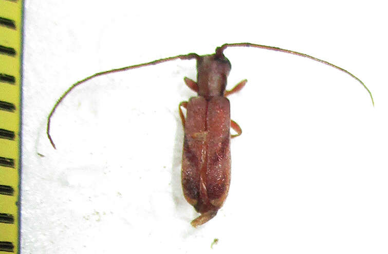 Image of Eunidia obliquevittipennis Breuning 1971