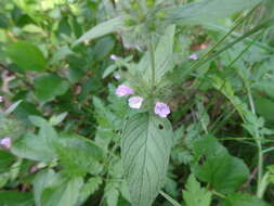 Слика од Clinopodium vulgare L.