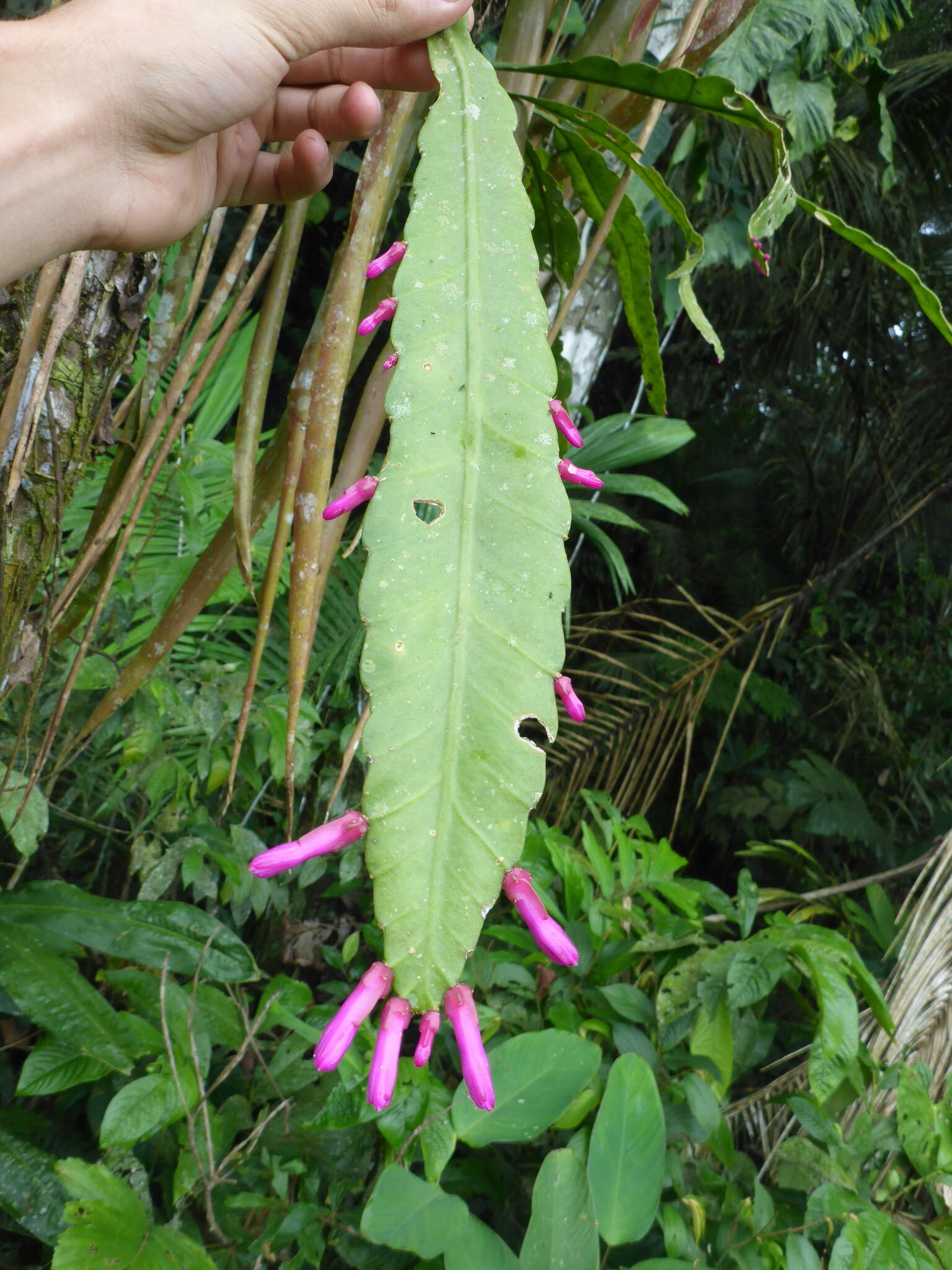 Image of Pseudorhipsalis amazonica (K. Schum.) Ralf Bauer