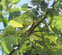 Austracris basalis (Walker & F. 1870) resmi