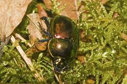 Image de Trypocopris pyrenaeus (Charpentier 1825)