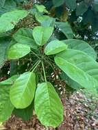 Imagem de Sterculia parviflora Roxb.