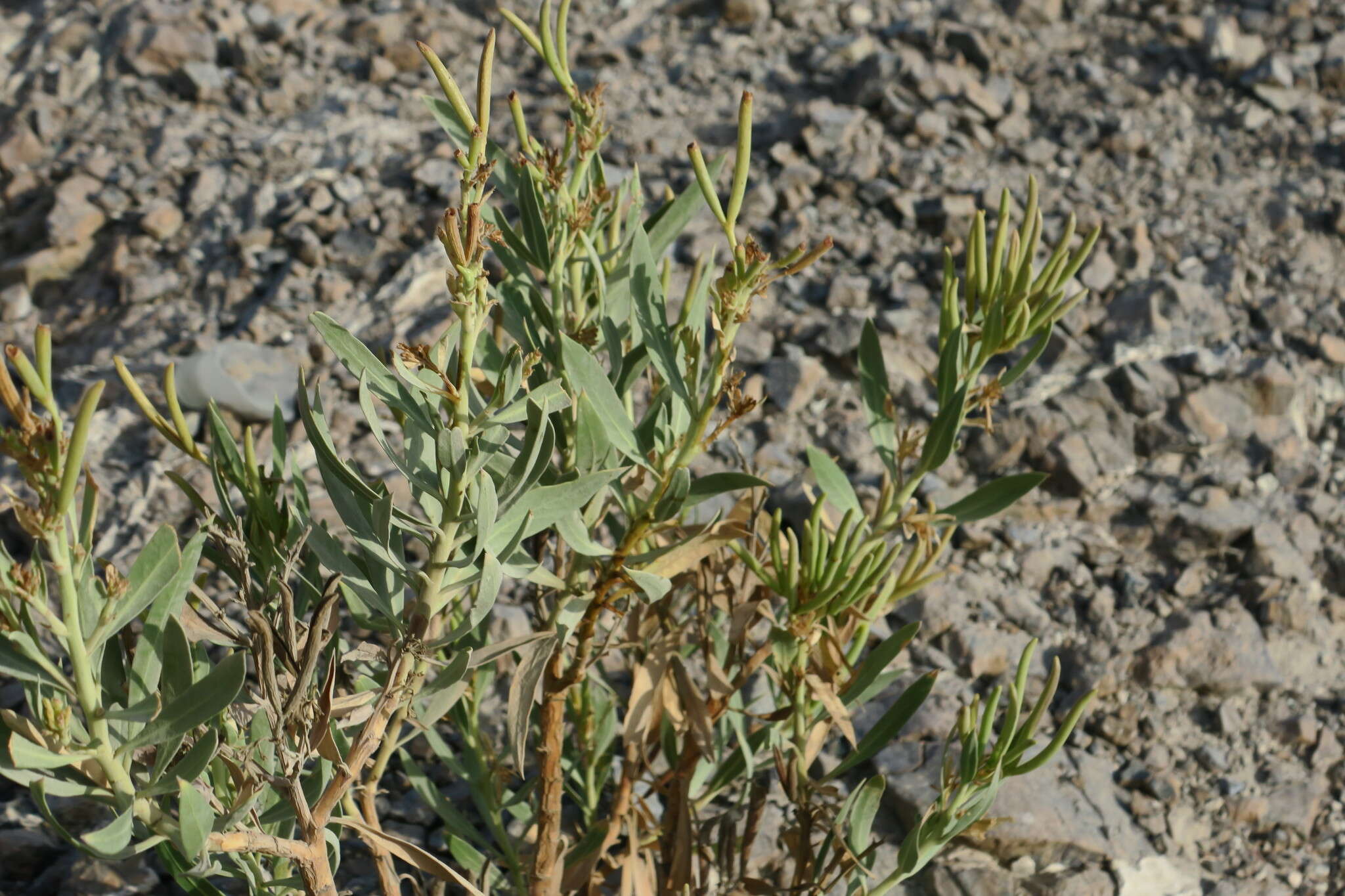 Image de Rhazya stricta Decne.