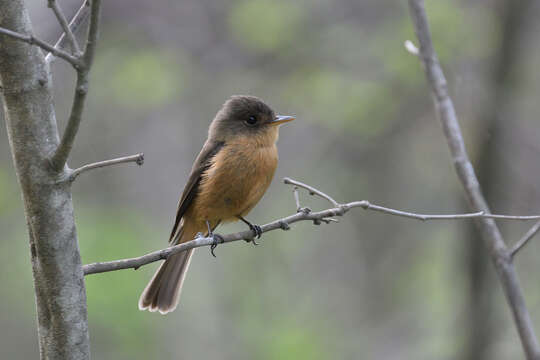 Contopus latirostris (Verreaux & J 1866)的圖片