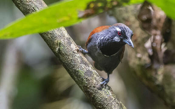 Слика од Stachyris nigricollis (Temminck 1836)