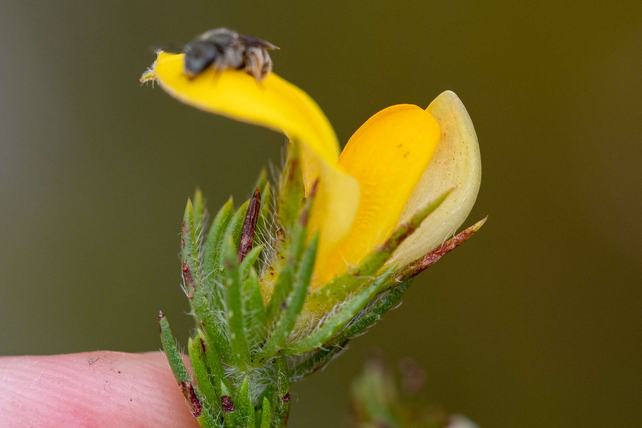 Слика од Aspalathus ciliaris L.