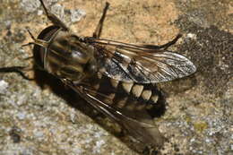 Image de Tabanus rectus Loew 1858