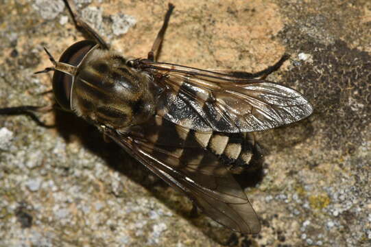 Image de Tabanus rectus Loew 1858