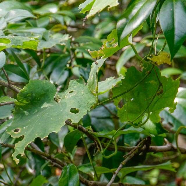 Image of Japanese snake gourd