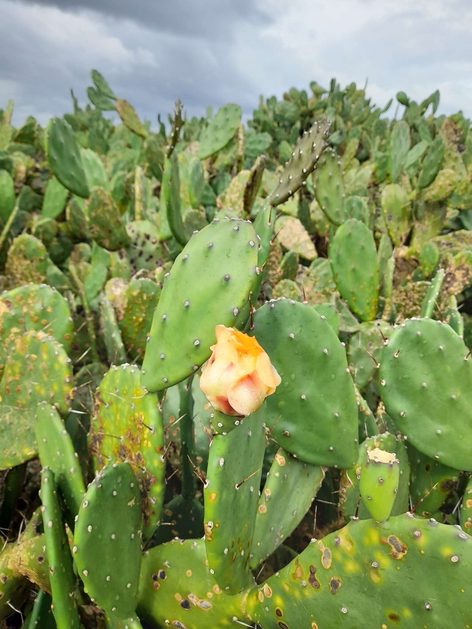 Image of <i>Opuntia bonaerensis</i>