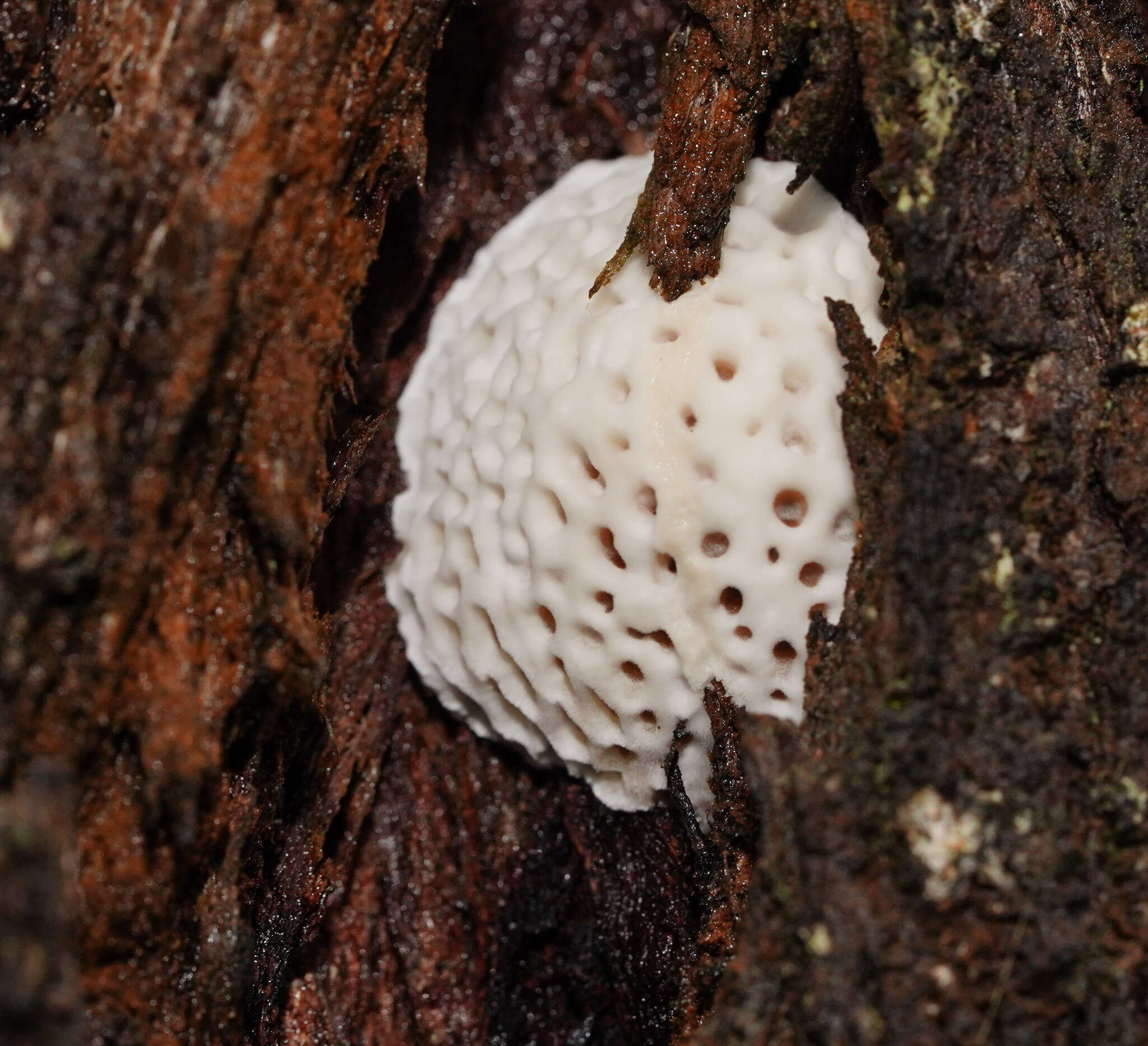 Image of Hexagonia vesparia (Berk.) Ryvarden 1972