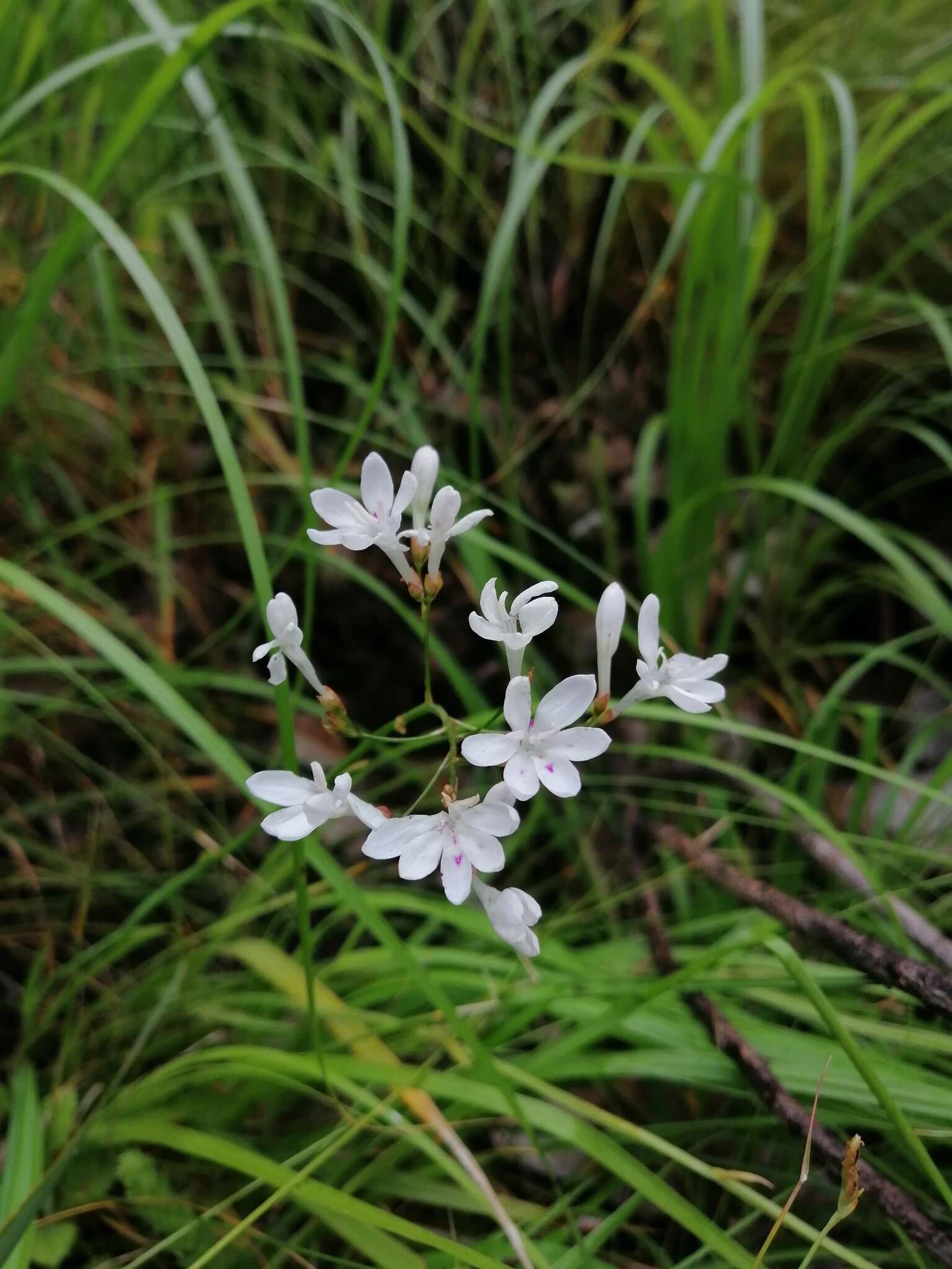 Image of Schizorhiza neglecta (Goldblatt) Goldblatt & J. C. Manning