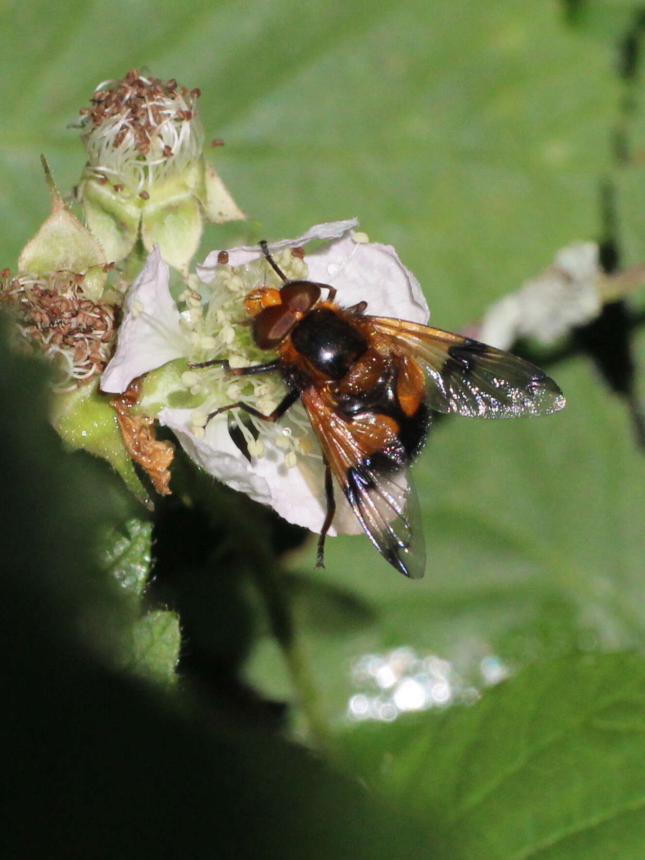 Image of Volucella inflata (Fabricius 1794)