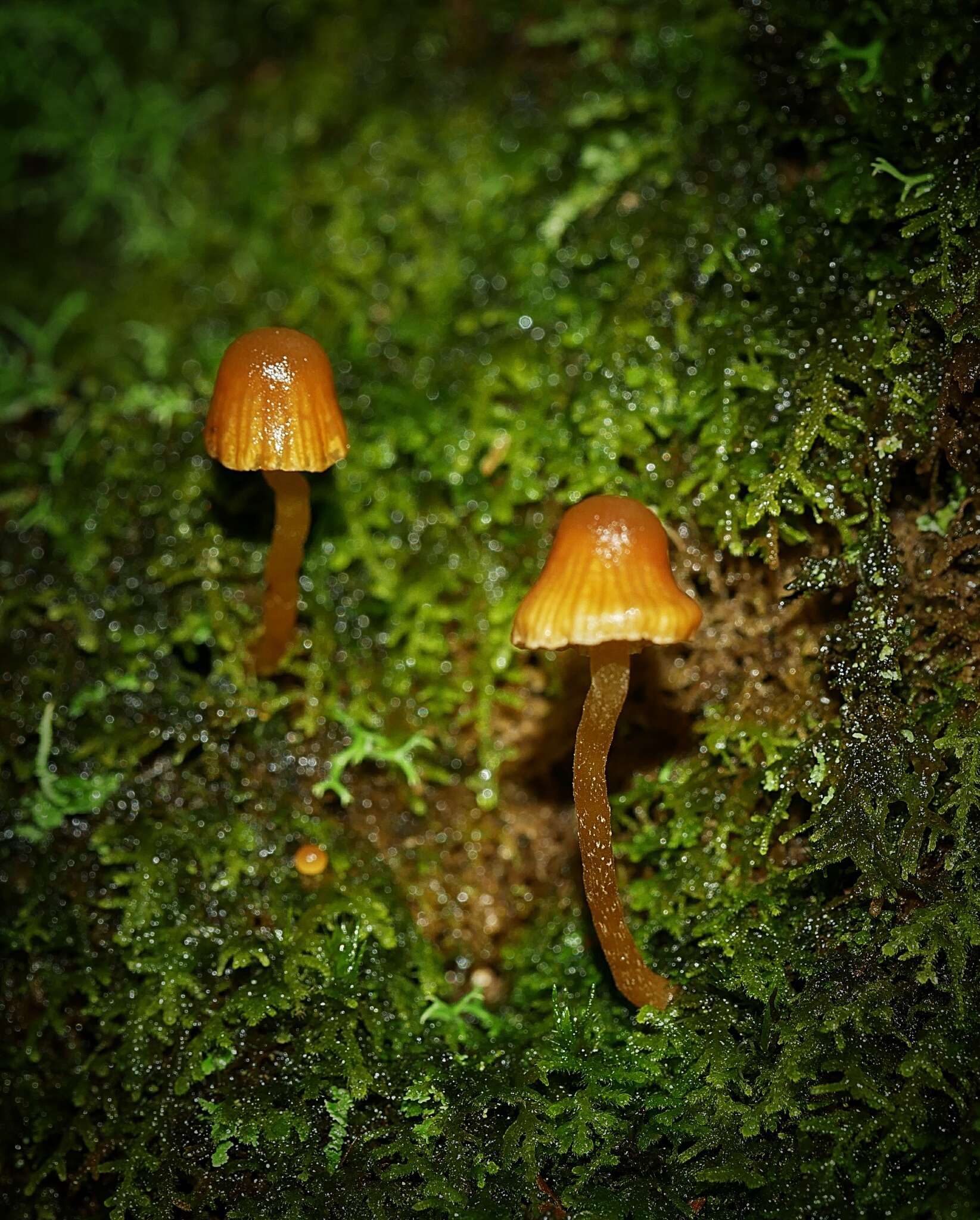 Image of Galerina hypnorum (Schrank) Kühner 1935