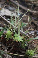 Image of Pinguicula crenatiloba DC.