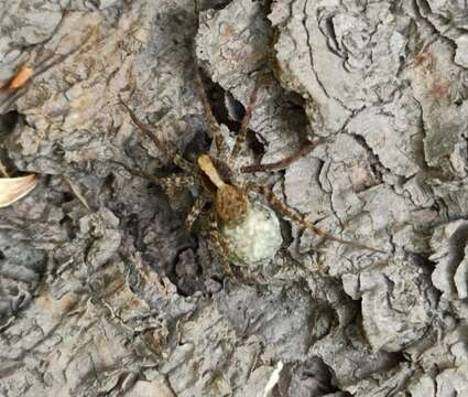 Image of Pardosa lugubris (Walckenaer 1802)