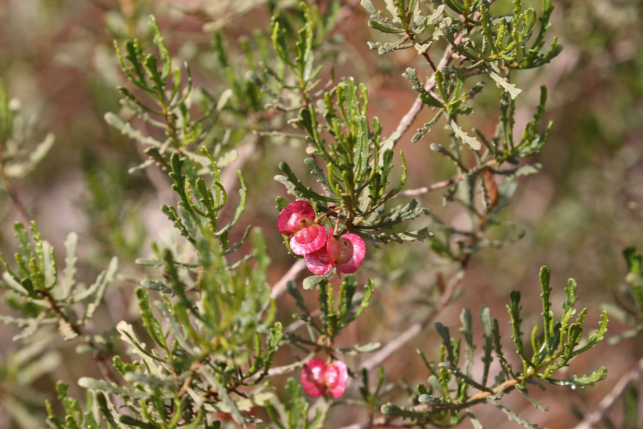 Image de Dodonaea lobulata F. Müll.