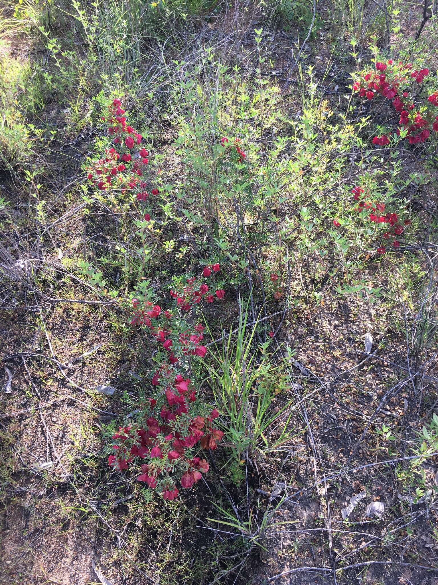 Image de Dodonaea physocarpa F. Müll.