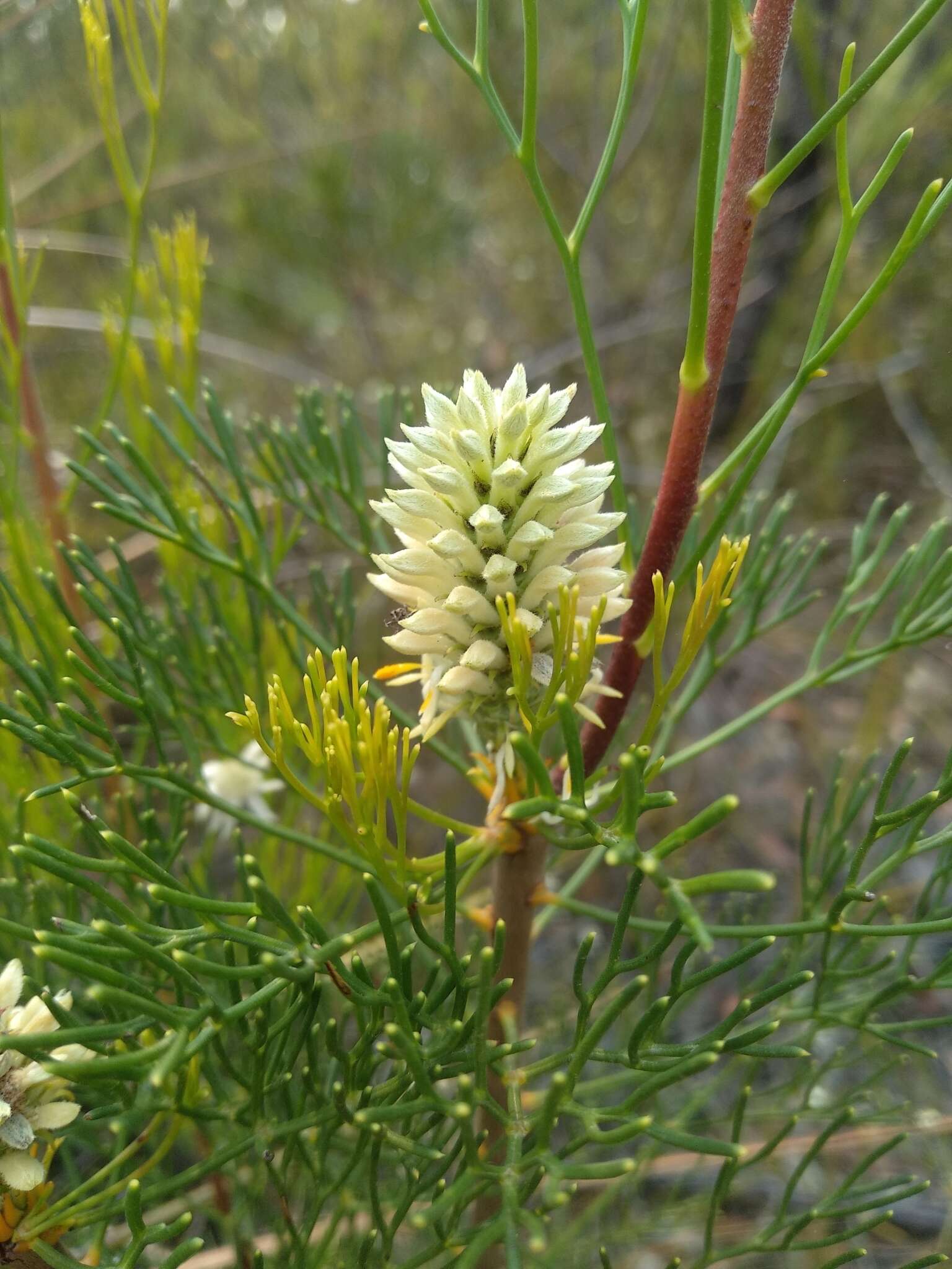 Imagem de Petrophile pulchella (Schrader & Wendl.) R. Br.