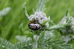 Image of Calligrapha (Calligrapha) ignota Brown 1940