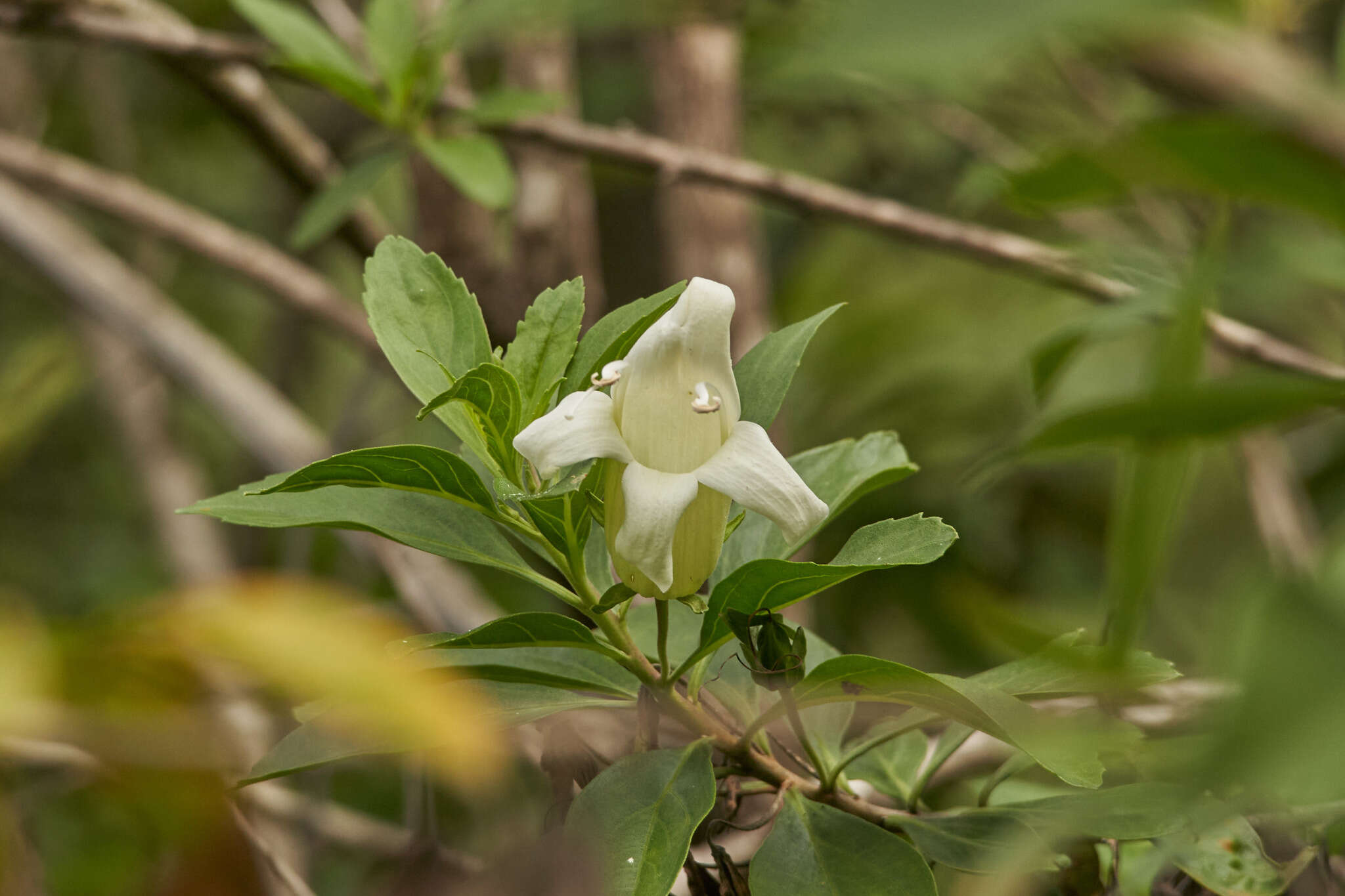 Image of Eremogeton grandiflorus (A. Gray) Standley & L. O. Williams