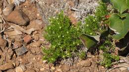 Image of Andrews' bedstraw