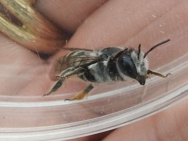 Imagem de Megachile lippiae Cockerell 1900