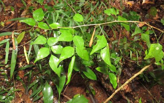 Plancia ëd Indigofera natalensis Bolus