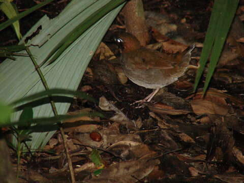 Image of Mayan Antthrush