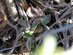 Image of Adromischus cooperi (Bak.) A. Berger