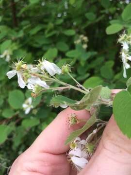 Image of roundleaf serviceberry