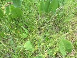 Image of greenstar sedge