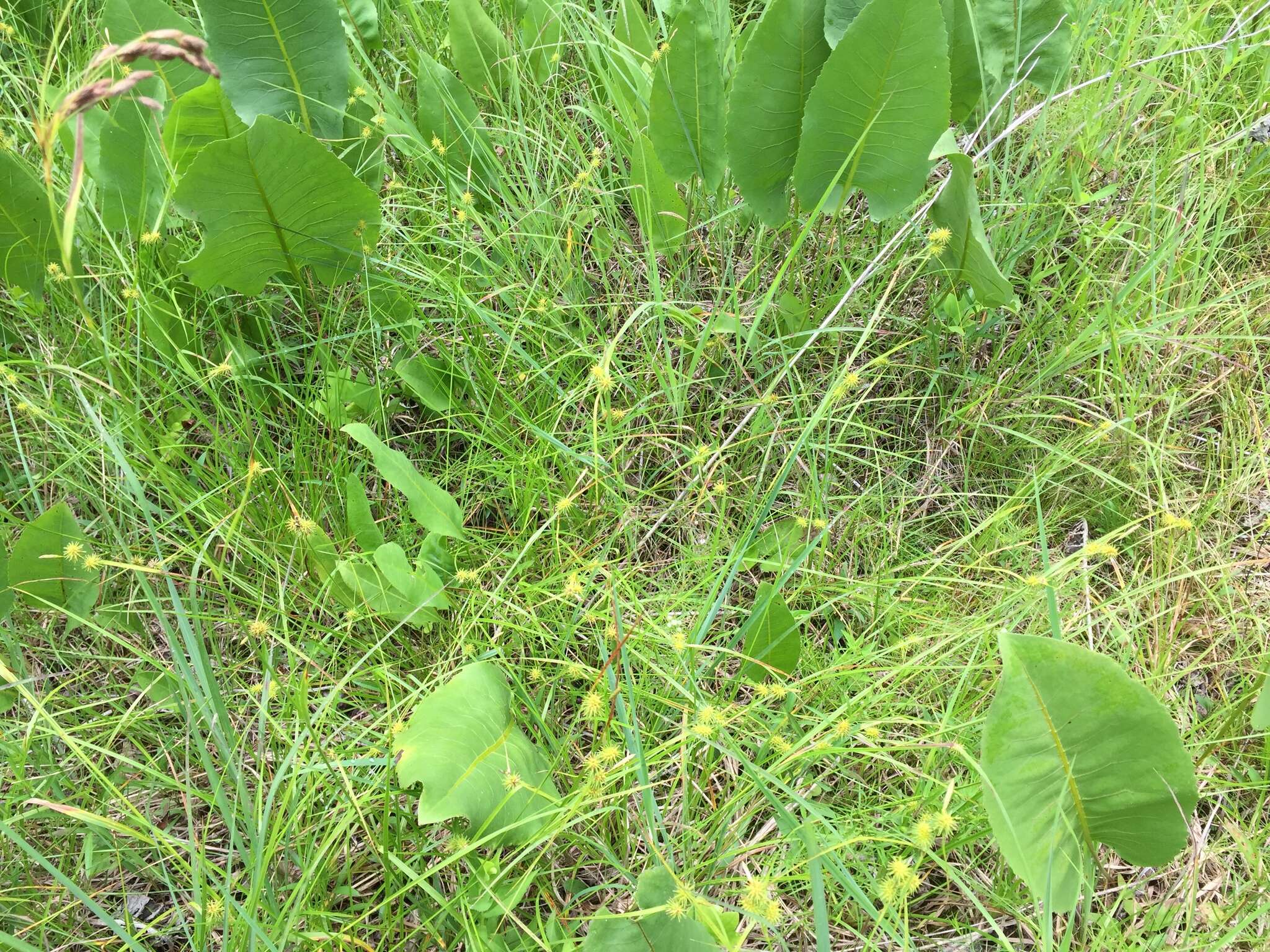 Image of greenstar sedge