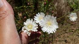 Imagem de Malacothrix saxatilis var. tenuifolia (Nutt.) A. Gray