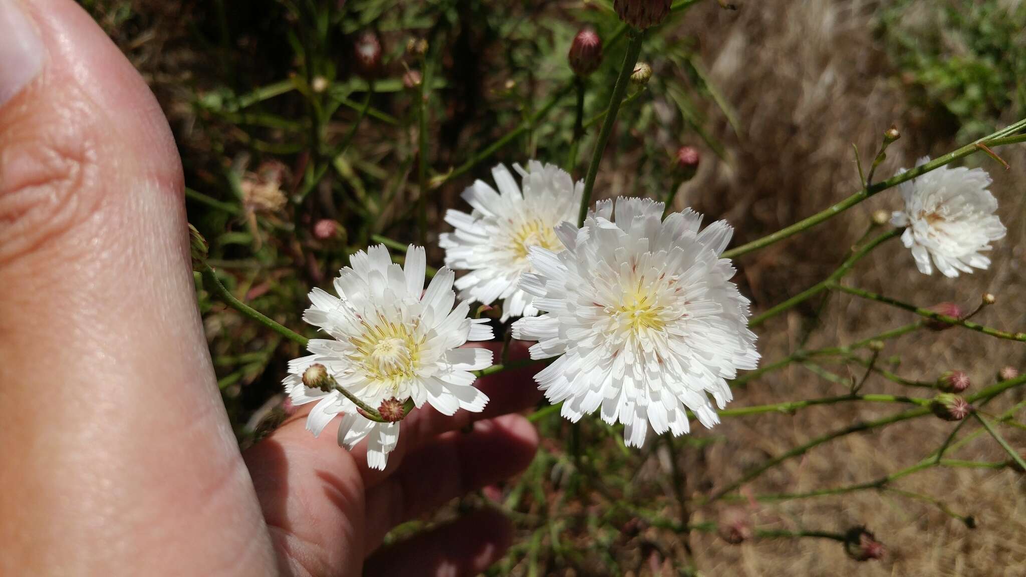 Imagem de Malacothrix saxatilis var. tenuifolia (Nutt.) A. Gray