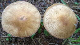 Image of Armillaria ostoyae (Romagn.) Herink 1973