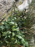 Image of alpine rattlesnakeroot