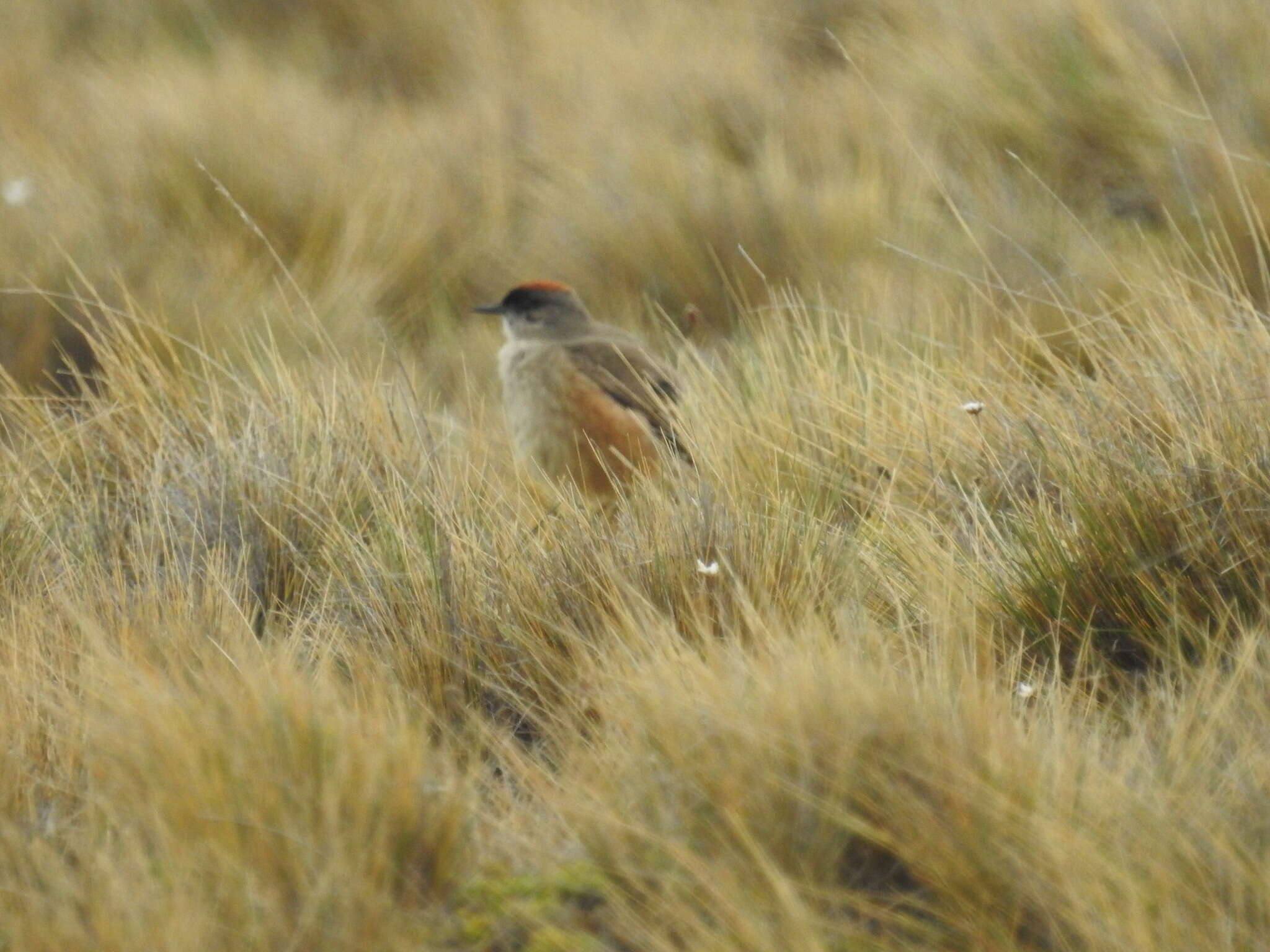 Muscisaxicola capistratus (Burmeister 1860) resmi