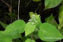 Image of Circaea cordata Royle