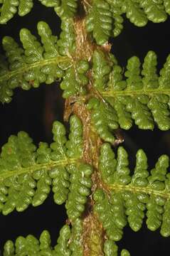 Image of Polystichum speciosissimum (A. Br. ex Kunze) Copel.