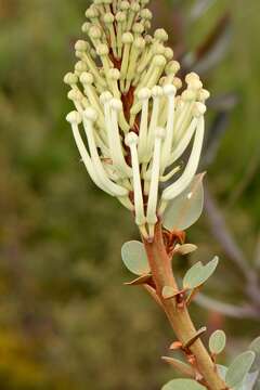 Sivun Oreocallis grandiflora (Lam.) R. Br. kuva