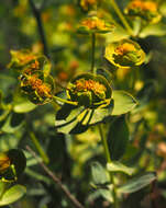 Image of Euphorbia antilibanotica Mouterde