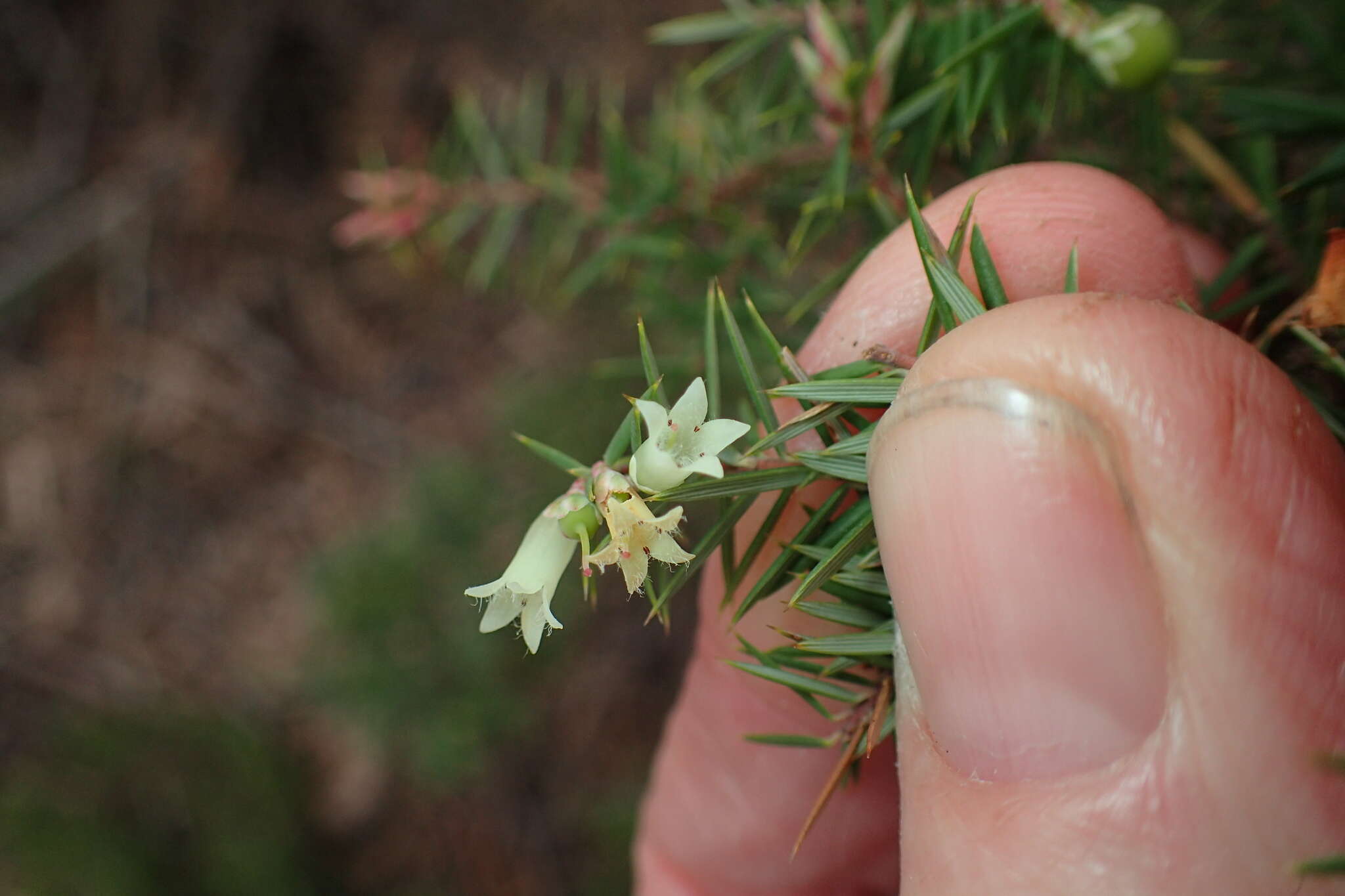 Imagem de Leptecophylla divaricata (Hook. fil.) C. M. Weiller